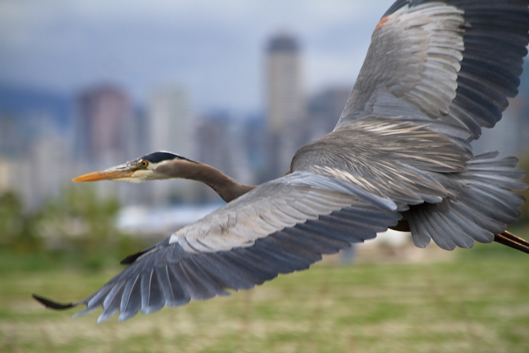 great blue heron flying