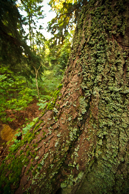 trunk
