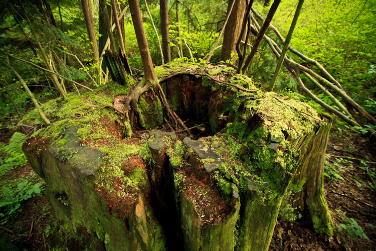 new life on old tree