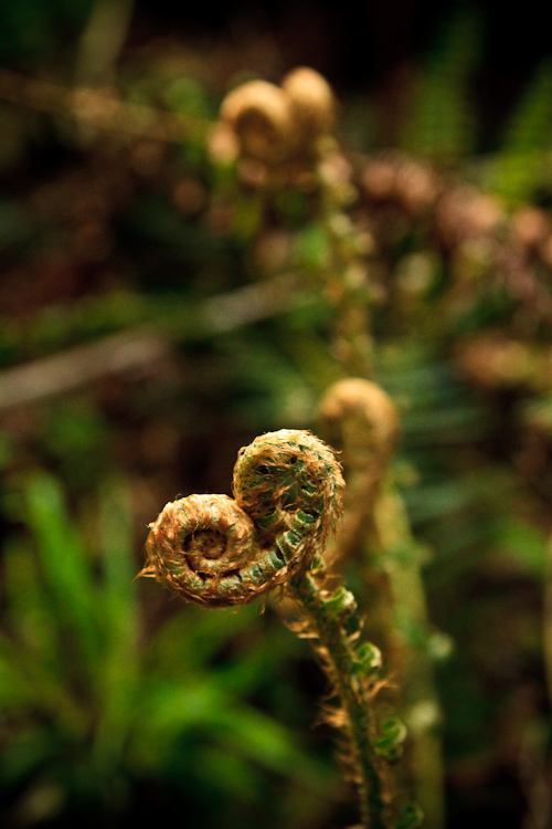 fern