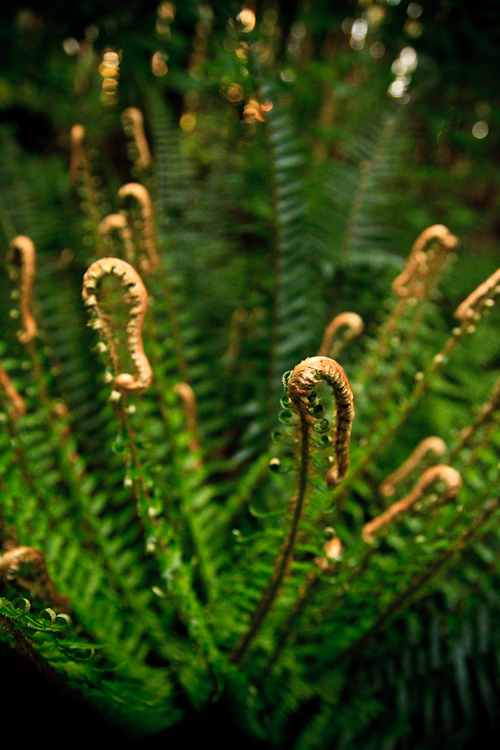 fern 2