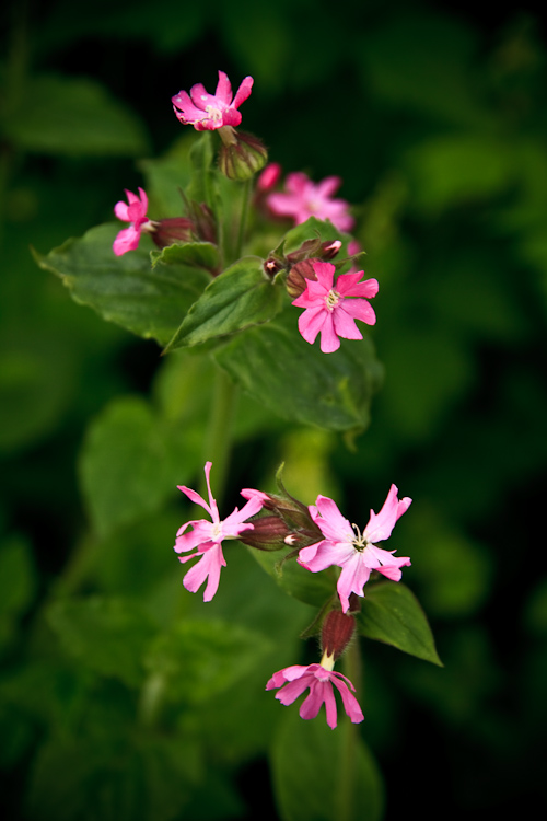 wild flowers
