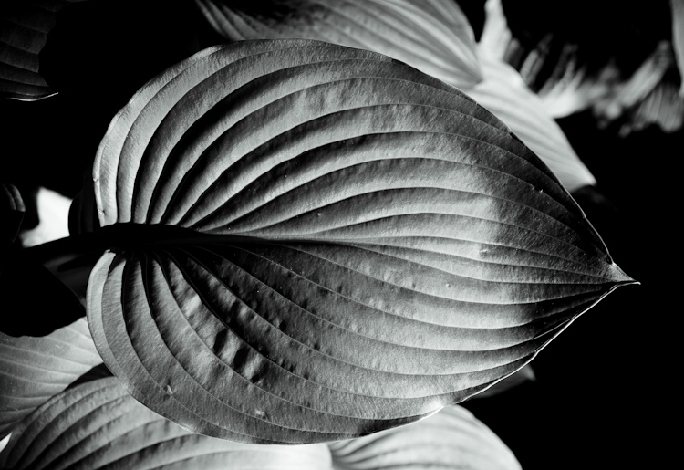 bw leaf