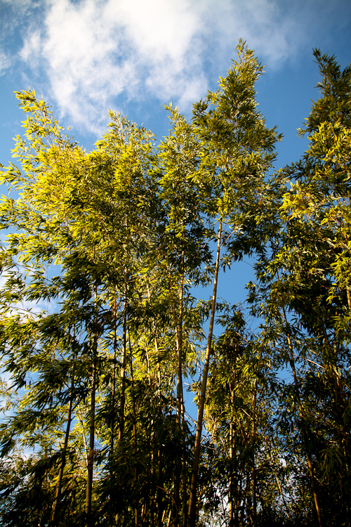 bamboo