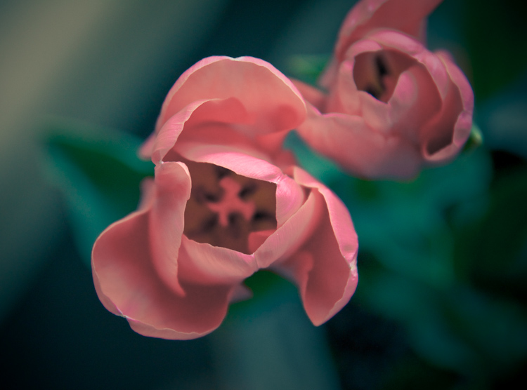 pink tulip