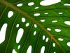 leaf holes