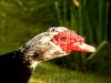 old goose