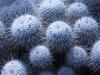 white cactus