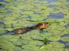 beaver in lilies