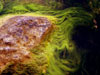 conditioned seaweed