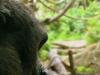 gorilla profile