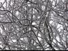 snow on tree