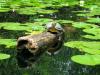 turtle on log