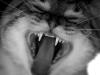 cat teeth