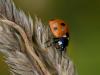 lady bug