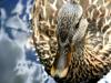 looking duck