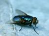 blue fly