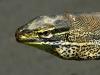 lizard