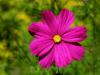special flower