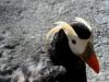 shy puffin