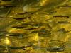 school of fish