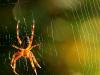 web and spider