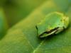 tree frog