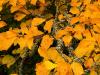 vibrant yellow leafs