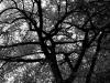 crazy tree