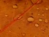 drops on fallen leaf