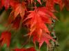 red maple