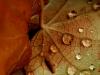 drops on leaf two