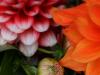 blooming flower