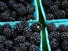 boxed blackberries
