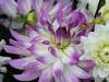 three ages of a flower