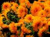 wild flowers