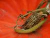 scary pumpkin stem