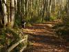 rest in the forrest