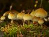 forrest mushrooms