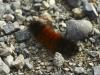 halloween caterpillar
