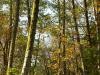 deciduous trees in autumn