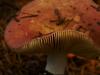 flaring shroom
