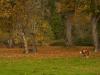 cow and trees in autumn
