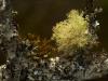 mosses on branch