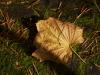 fallen leaf with moss