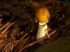 furry glossy mushroom