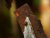 sharp rust