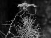 wet web