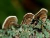 mushrooms and moss
