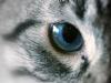 cat eye